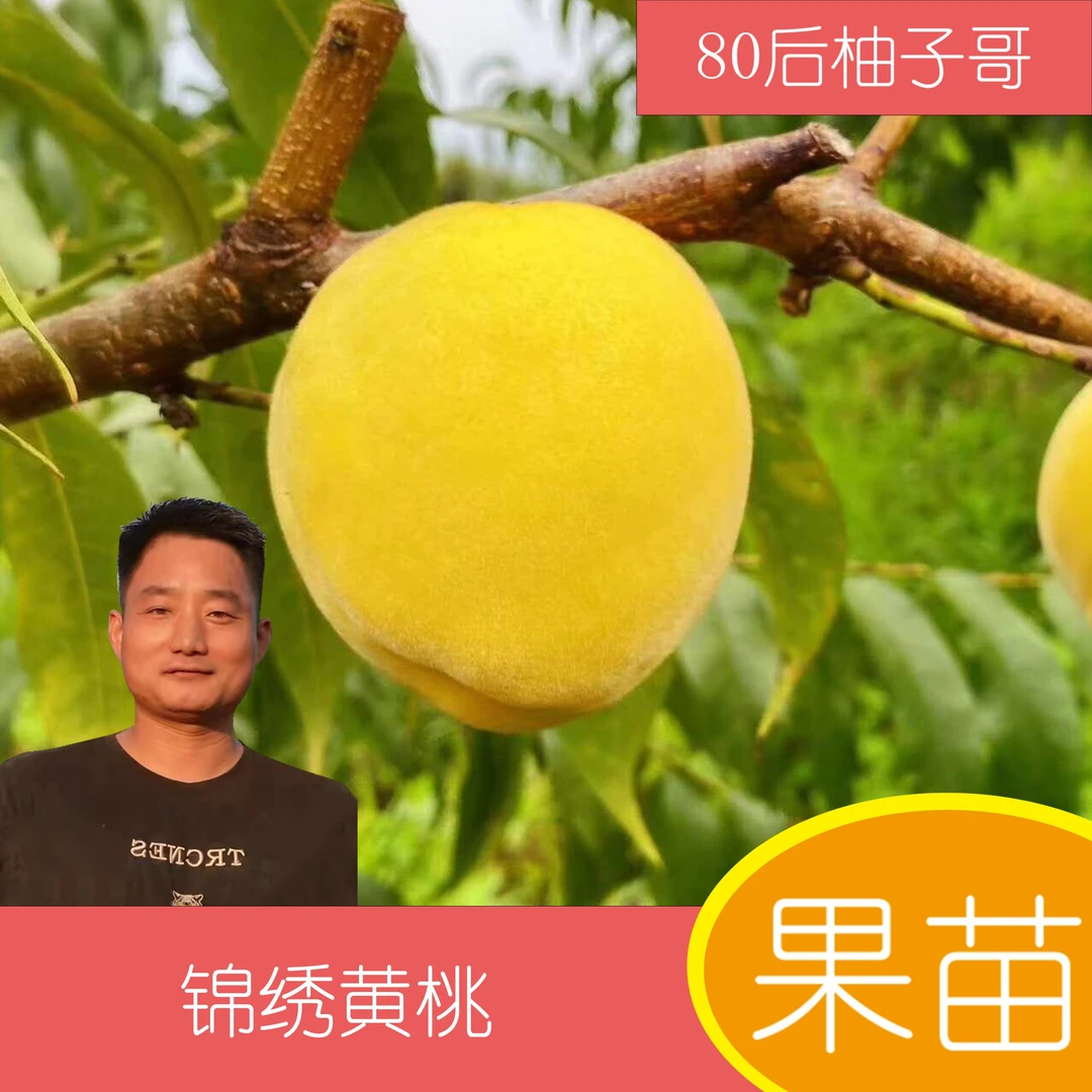 锦绣黄桃果苗 两颗包邮