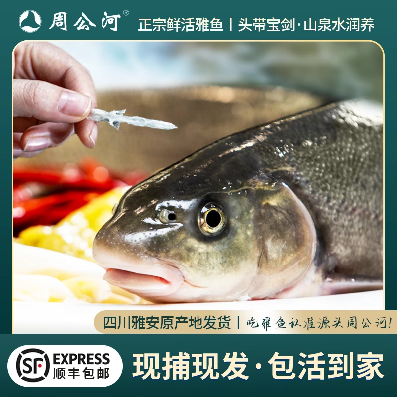 鲜活雅鱼【2斤/条】生鲜 雅安特产 头带宝剑 山泉冷水鱼 砂锅雅鱼