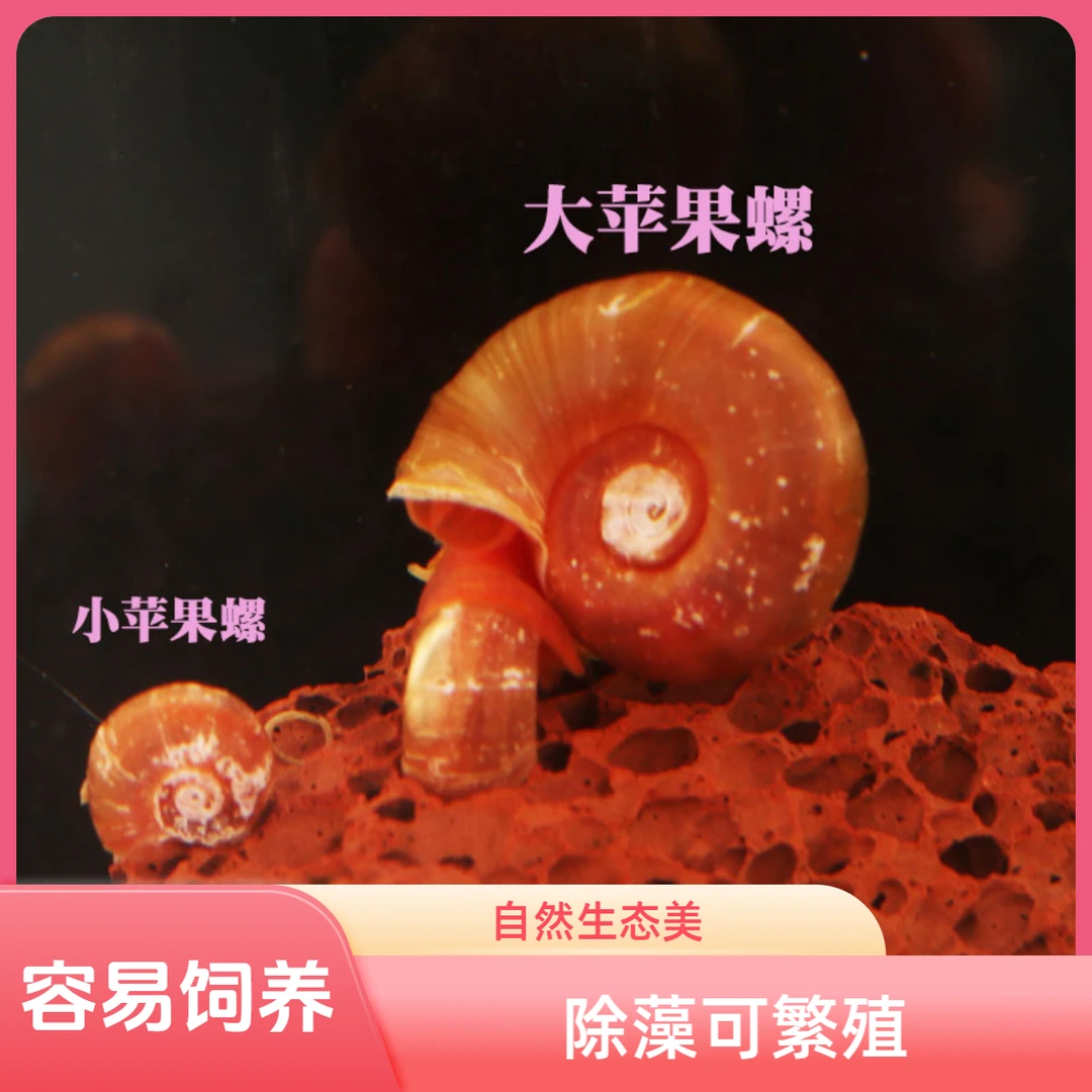 苹果螺除藻观赏螺工具螺水族宠物冷水活体草缸除藻可繁殖淡水直销