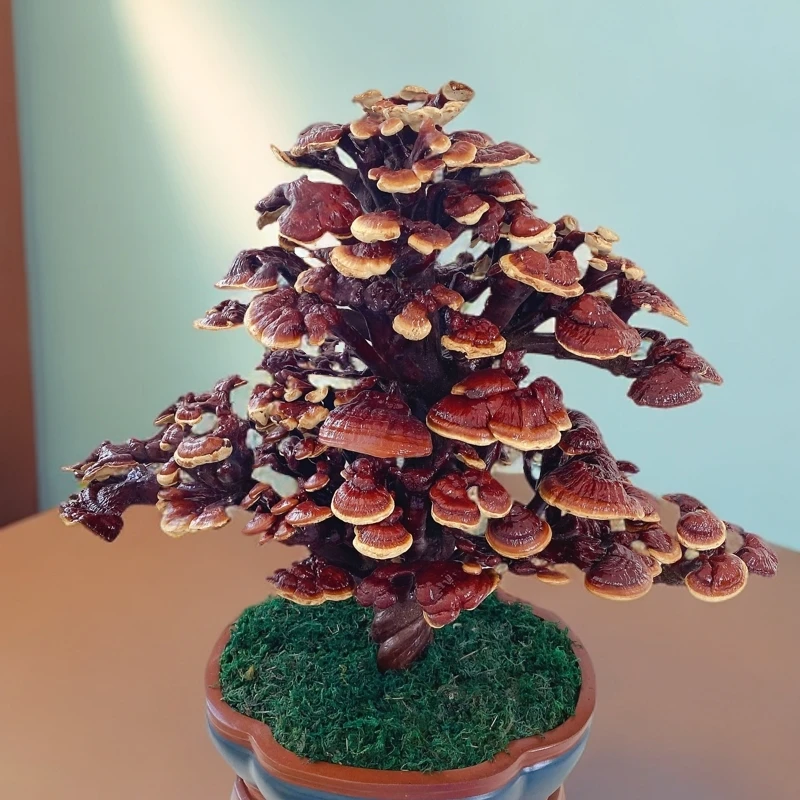迷你赤灵芝盆栽四季植物室内高端灵芝盆景佳品观赏创意一物一拍