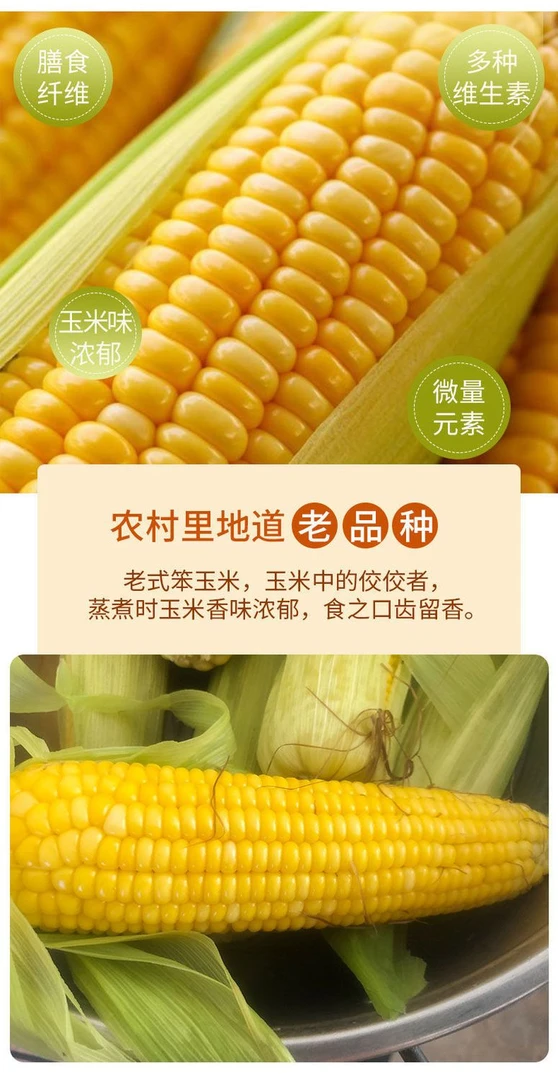 沂蒙山笨玉米非甜非糯老式黄玉米笨玉米玉米一斤到五斤新鲜采摘