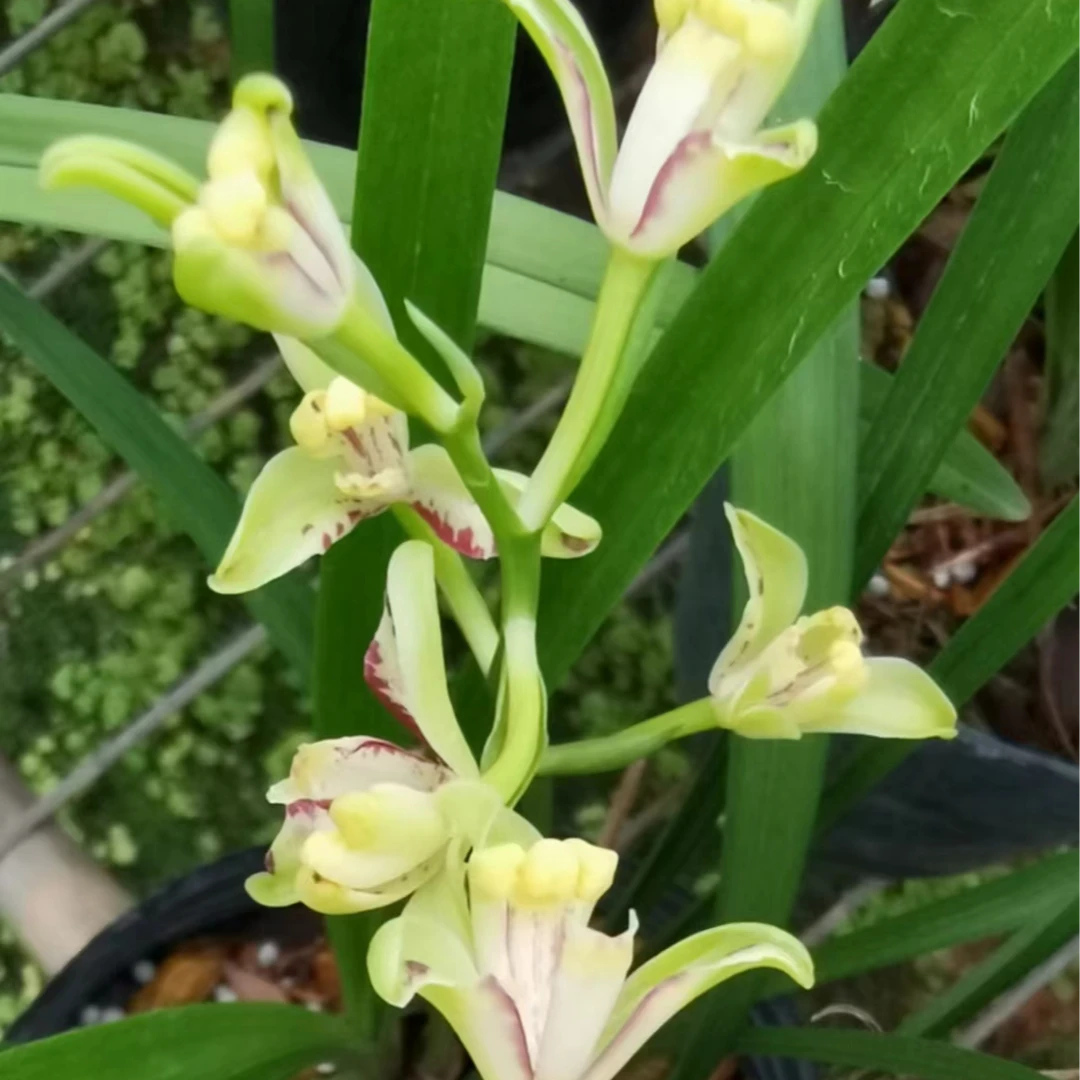 建兰【蝶飞凤舞】浓香型 花期6-11月份桌面盆栽