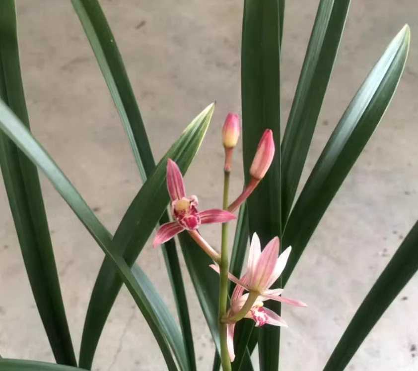 建兰【红香妃 】花色粉红娇美 花期6-11月份新芽雪白