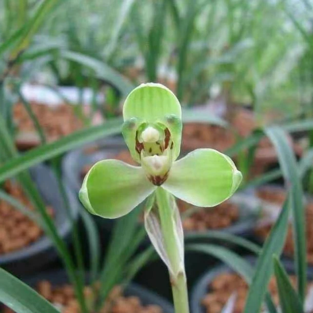 春兰【鹤市】浓香型 花期12月-2月