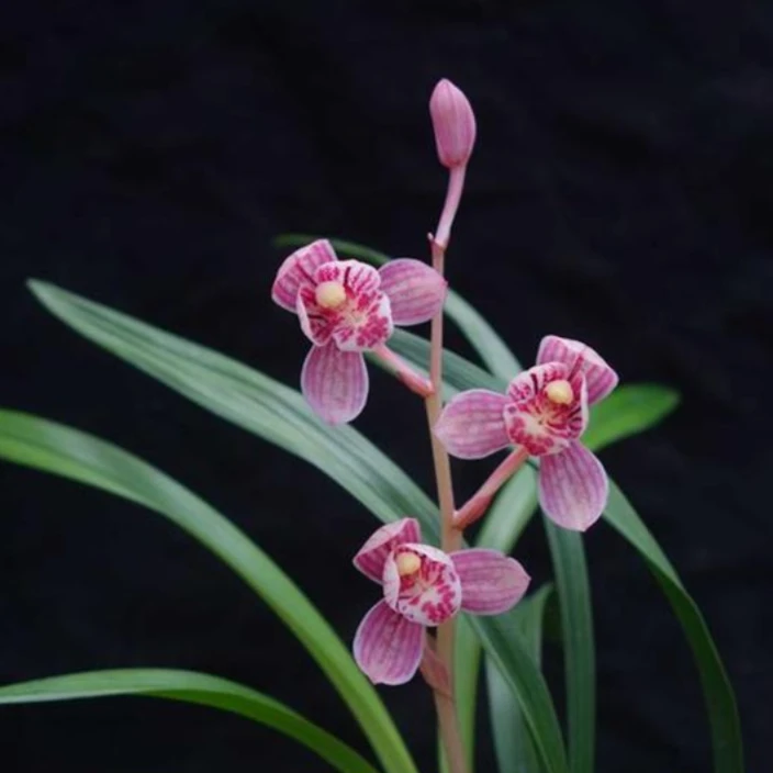 2建兰【东方红荷】浓香型正格荷瓣 花期6-11月份2