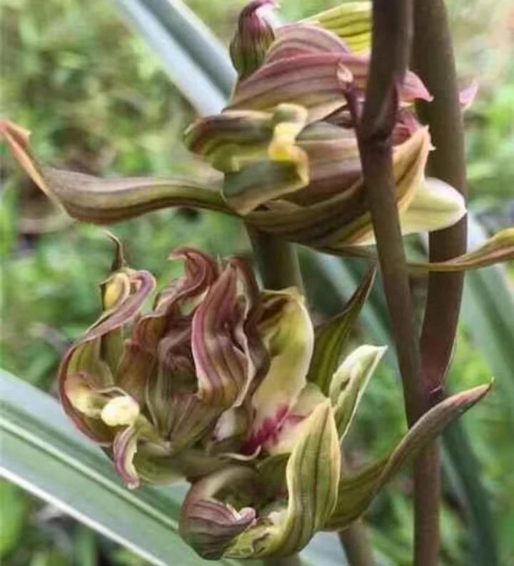 墨兰【南阳牡丹】多瓣奇花 花期11-3月