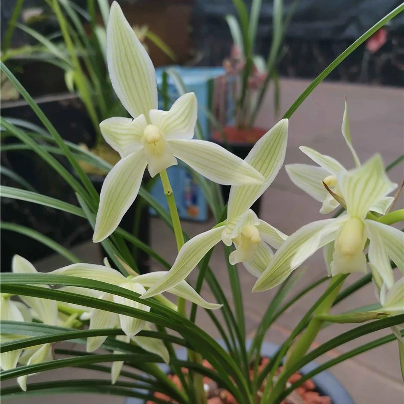 莲瓣兰【碧龙玉素】清香型 花期12-3月