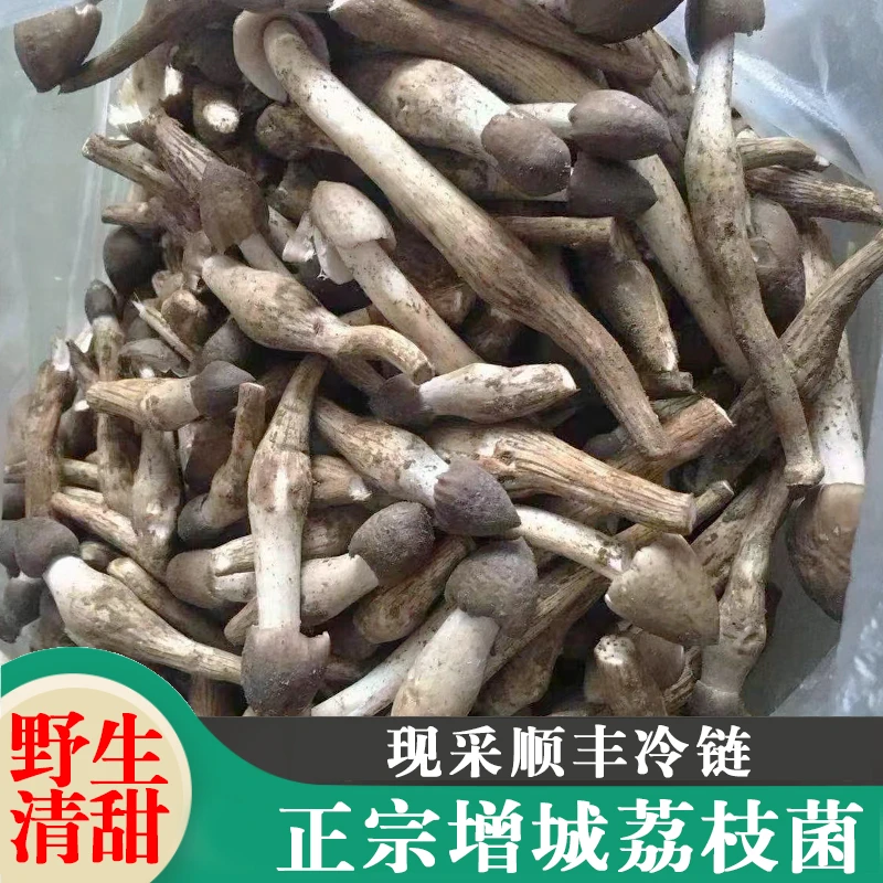 正宗增城本地荔枝菌鸡枞枝菌新鲜现挖纯野生五月菇夏至菇菌桂味菌