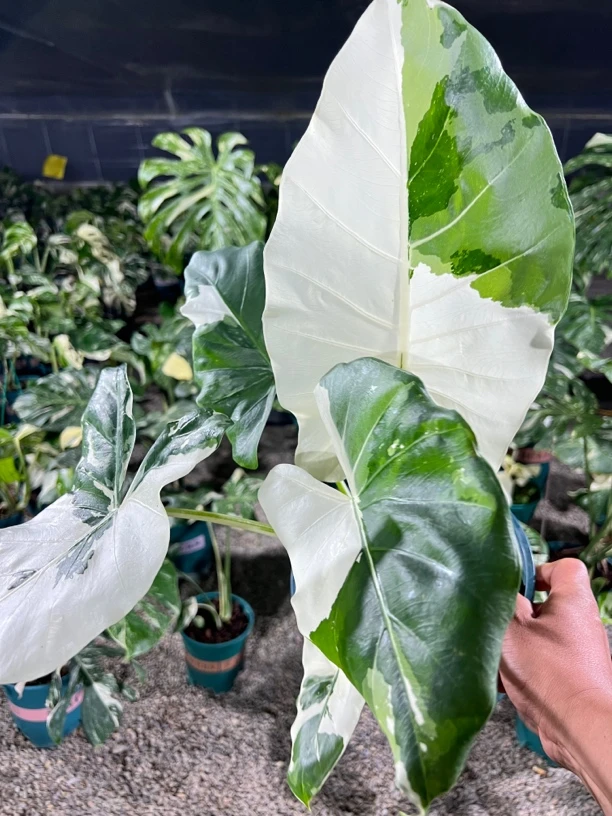 冲绳银芋锦 冲绳银老桩