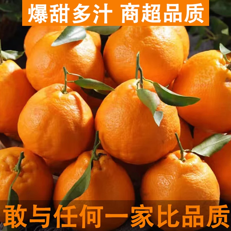 爆汁春见耙耙柑现摘天然鲜水果孕妇香甜不知火丑柑橘桔子整箱饱满