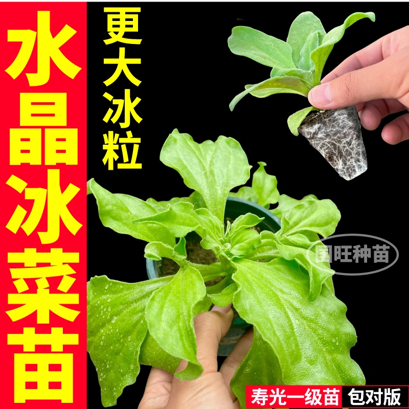 厚叶冰菜秧苗高营养蔬菜脆嫩冰菜苗种苗四季阳台盆栽大叶水晶