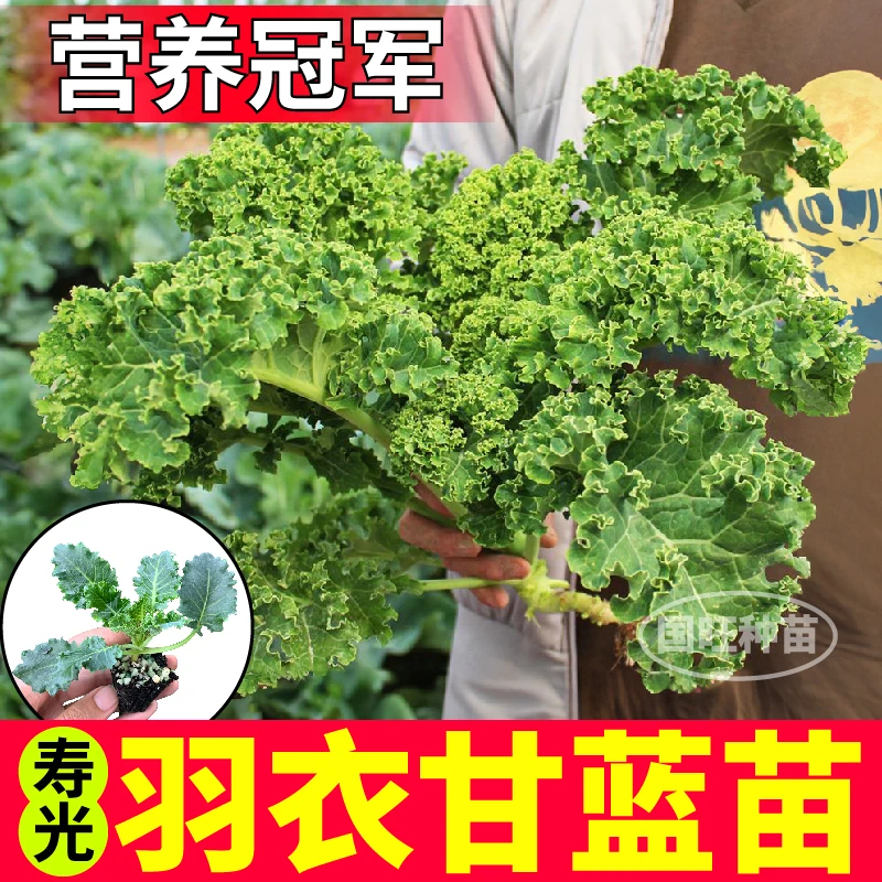 超级耐寒绿羽衣甘蓝秧苗紫羽衣种苗观赏食用阳台盆栽庭院带土四季