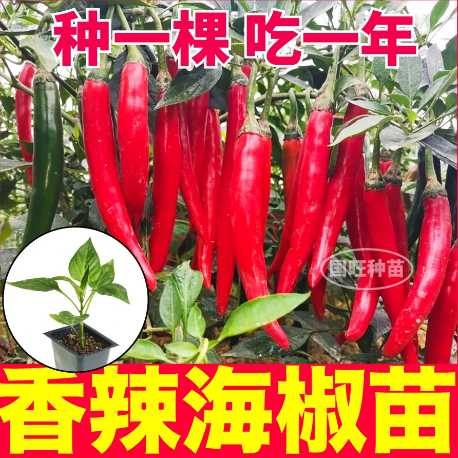 高产香辣海椒秧苗美人椒辣椒种苗阳台小院辣椒树青红两色摘不败