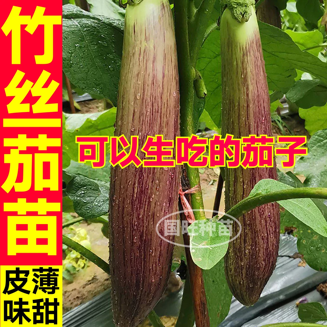山东寿光生吃水果竹丝茄子秧苗烧烤花茄黑绿长茄白茄杭茄线茄圆茄