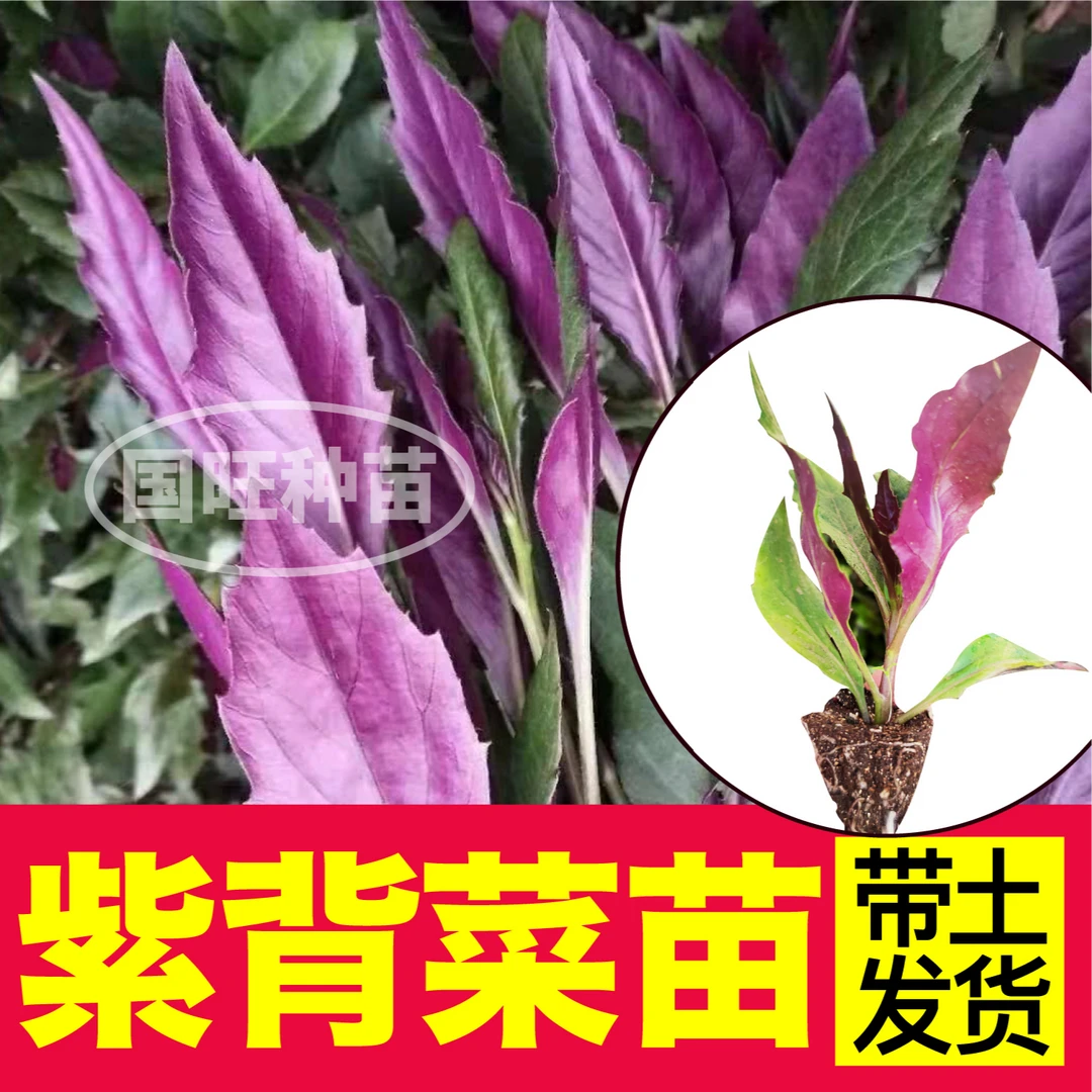 四季天然补血菜紫背天葵秧苗野生血皮菜红凤菜观音菜秋海棠龙虎叶