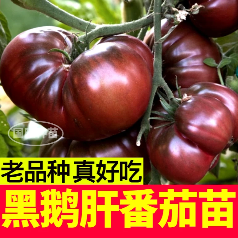 山东寿光老品种秧苗黑鹅肝番茄种籽马蹄西红柿丑柿子四季盆栽阳台