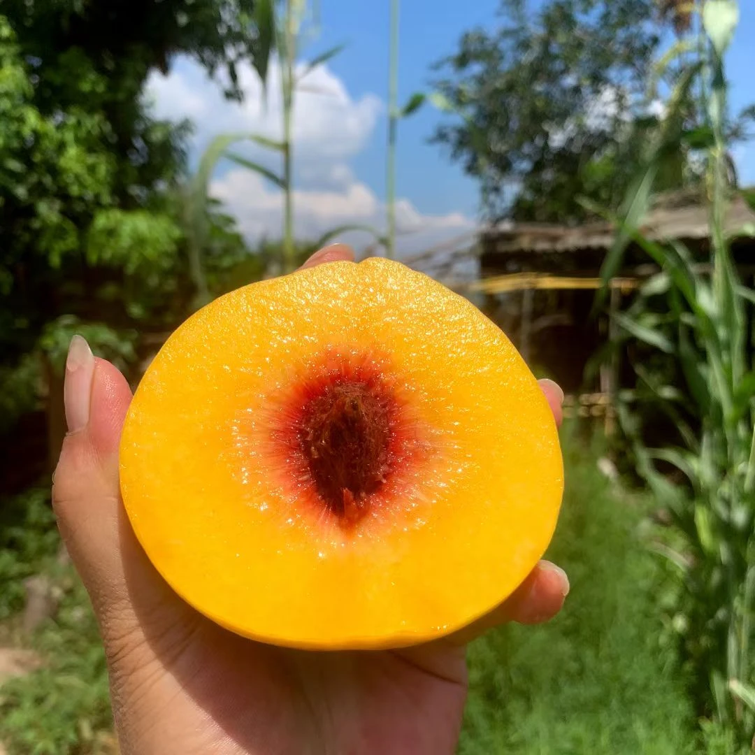 锦绣黄桃5斤14个左右/包邮