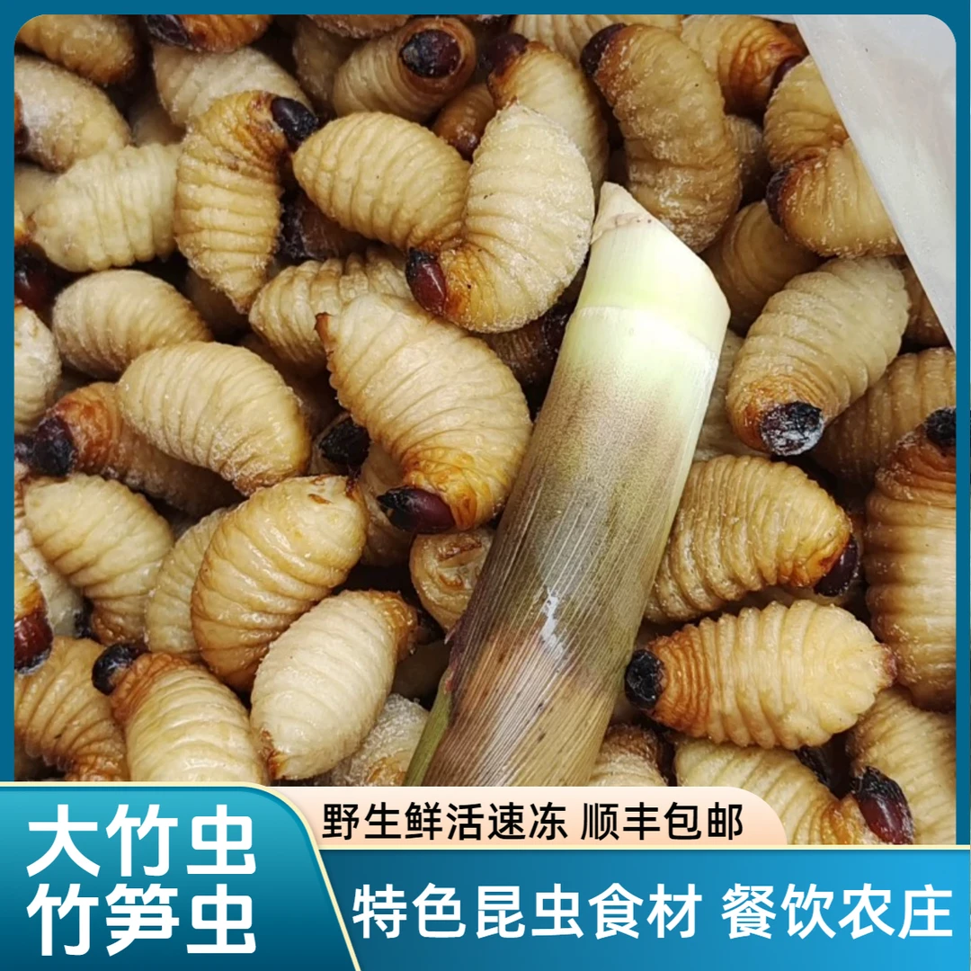 特价新鲜极品野生正宗冷冻竹虫油炸烧烤竹笋虫椰子虫皇顺丰送货