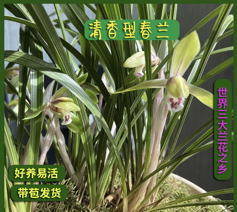 四季常青兰花清香春兰随州兰花淡香兰花绿植花卉包邮
