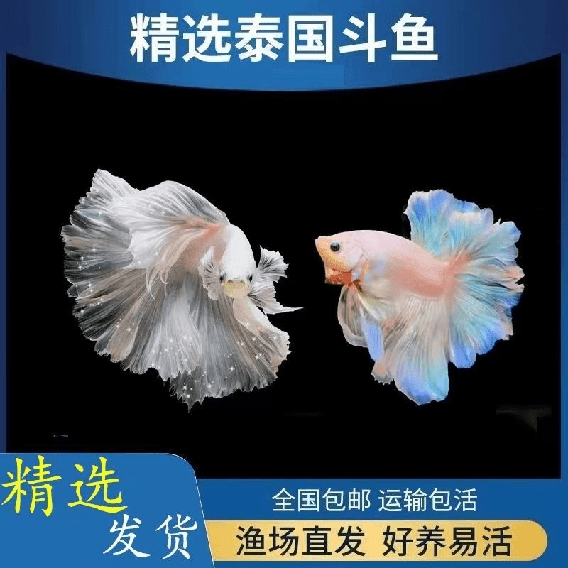 193-216泰国斗鱼婚纱粉白仙女七彩斗鱼热带鱼小鱼观赏鱼好养耐活