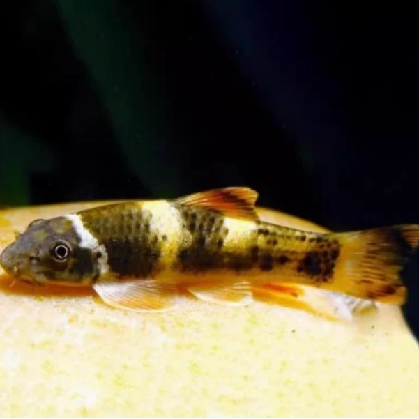 老虎小精灵小精灵鱼活体水草缸除藻观赏热带鱼工具鼠鱼清道夫宠物