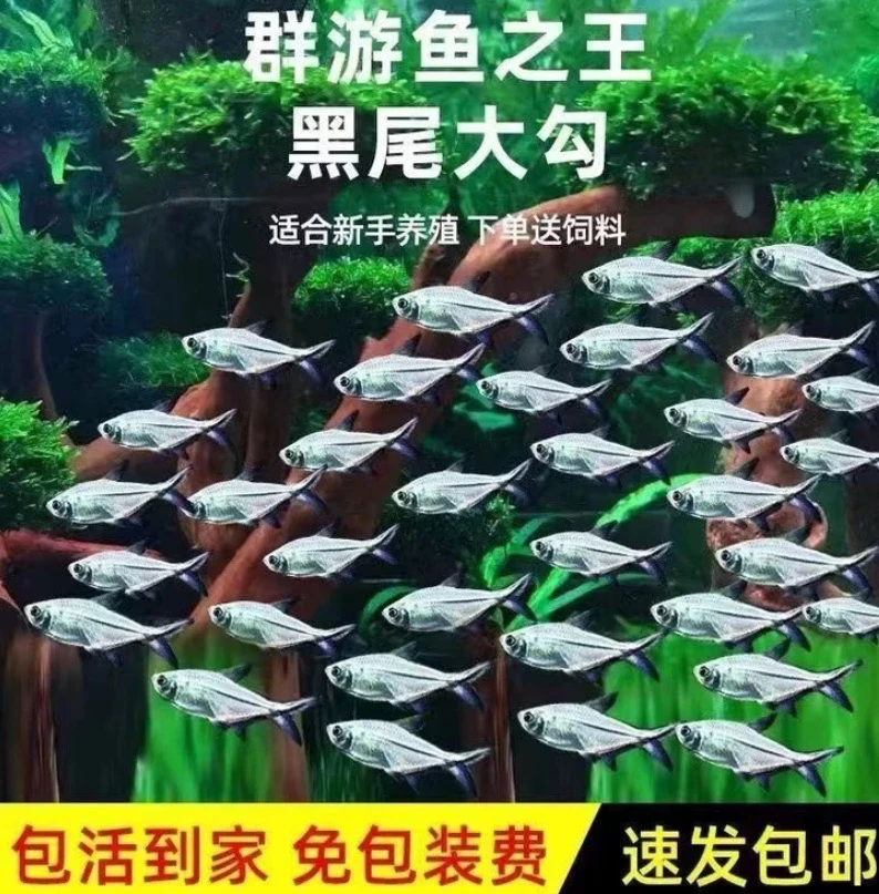黑尾大勾热带鱼群游草缸小型鱼包活群游皮实新手快乐鱼便宜好养