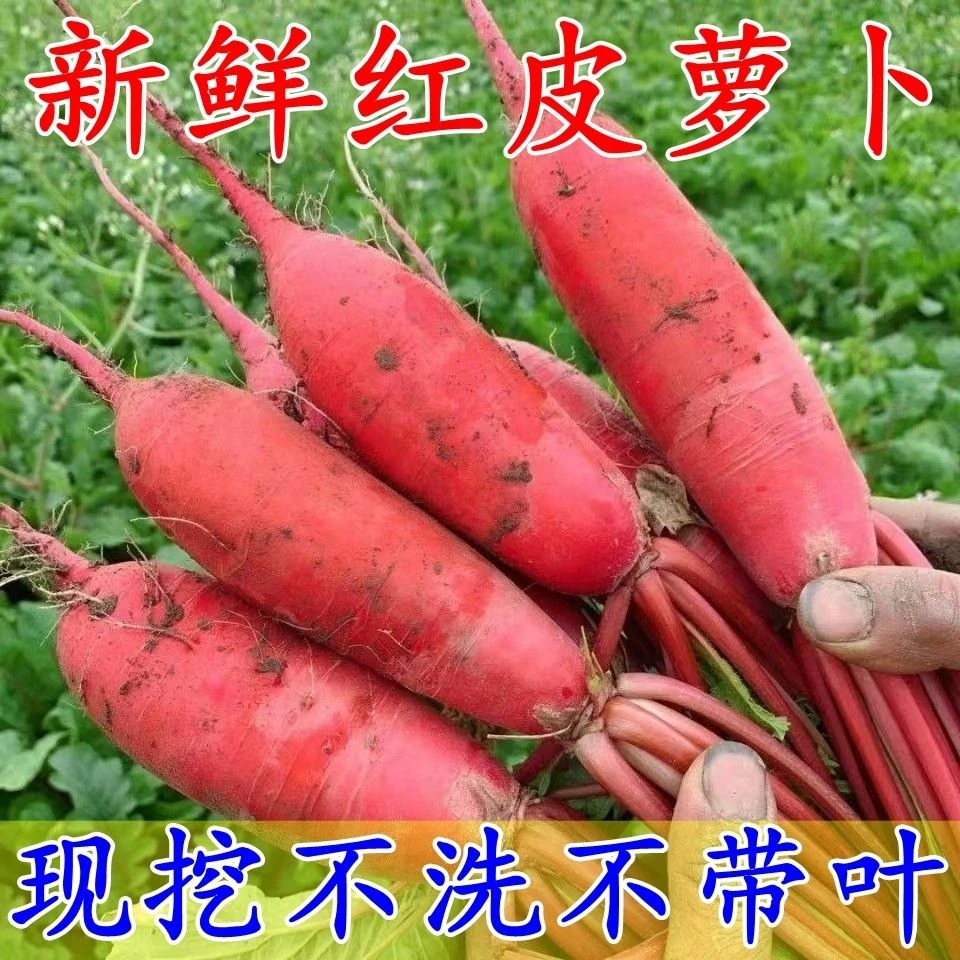 【新鲜发货】红萝卜新鲜农家自种红皮白肉泡菜腌制胭脂红皮白心萝卜