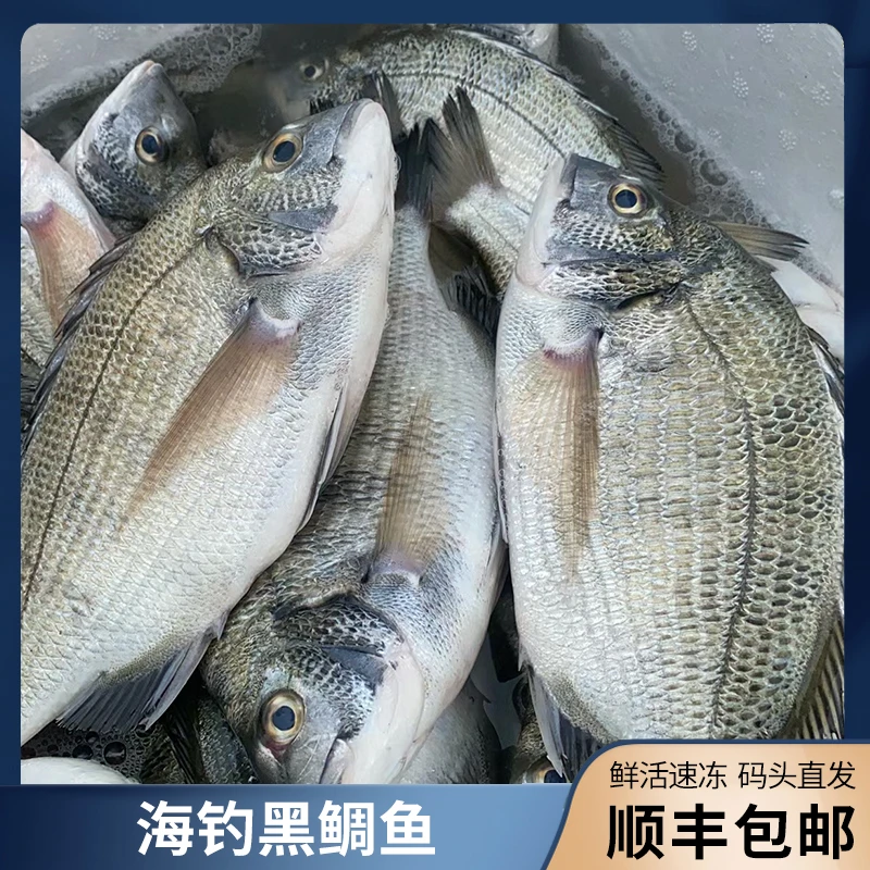 广东博贺港深海海钓黑鲷鱼 4斤(2条/斤)   顺丰京东冷链