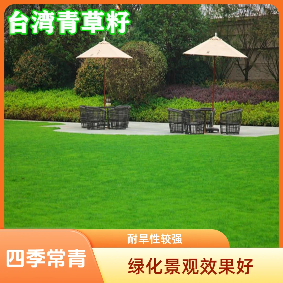草坪种子台湾2号细叶结缕草低矮生四季青草种台湾草草籽绿化草籽