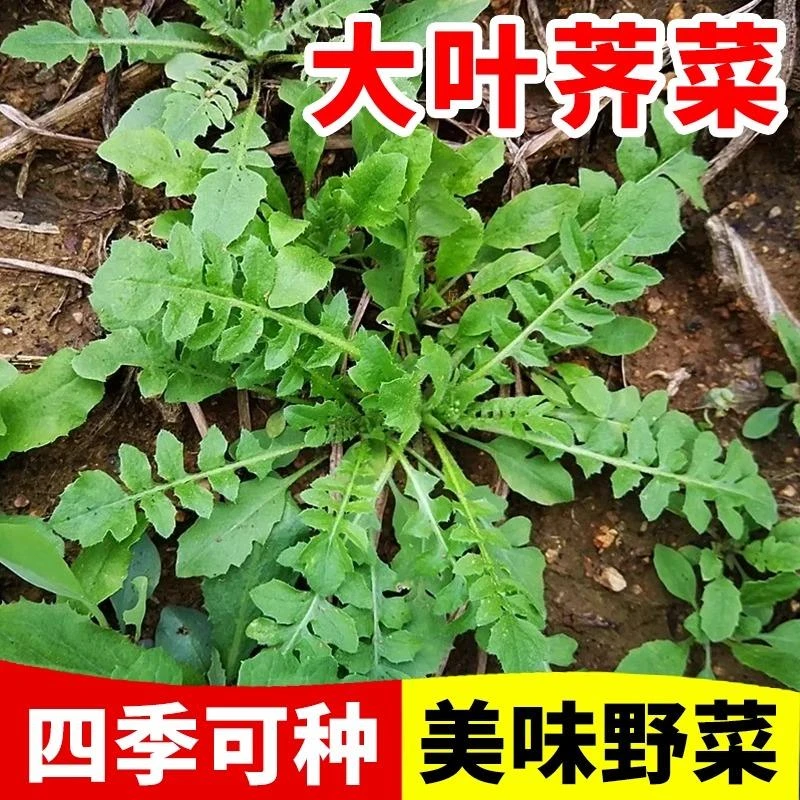 大叶荠菜种籽大全四季野生蔬菜种子农作物阳台庭院盆栽芨芨青菜籽
