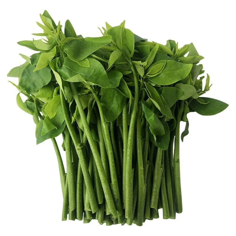 树仔菜500克1000克天香绿鲜美好吃健康益肝菜种植蔬菜现摘发货