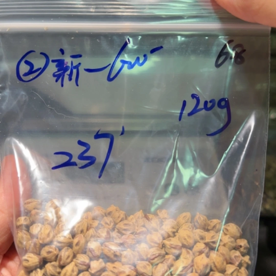 【闪购商品】柏香籽/百香籽吊坠新*新一哥