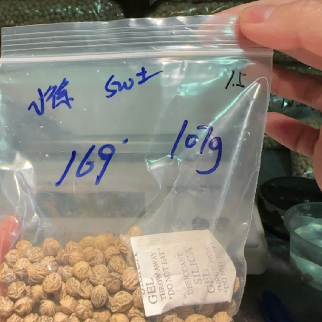 【闪购商品】柏香籽/百香籽吊坠小*7.5 107g