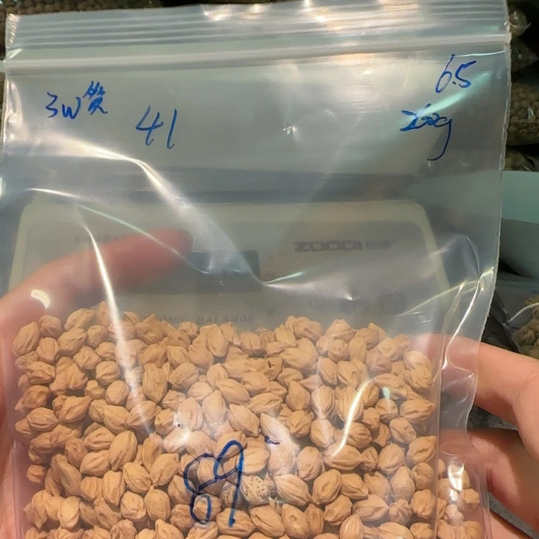 【闪购商品】柏香籽/百香籽吊坠张*壹6.5 260g