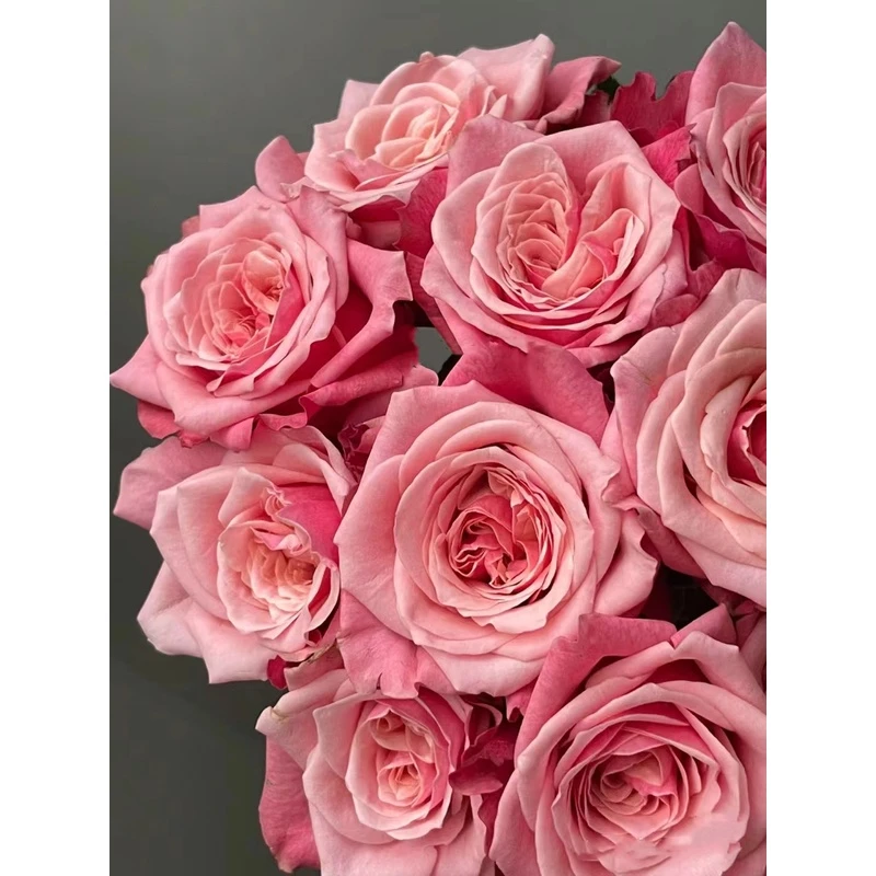 老花痴 闺蜜 新品切花耐热月季玫瑰绿植花卉盆栽阳台地栽花苗庭院