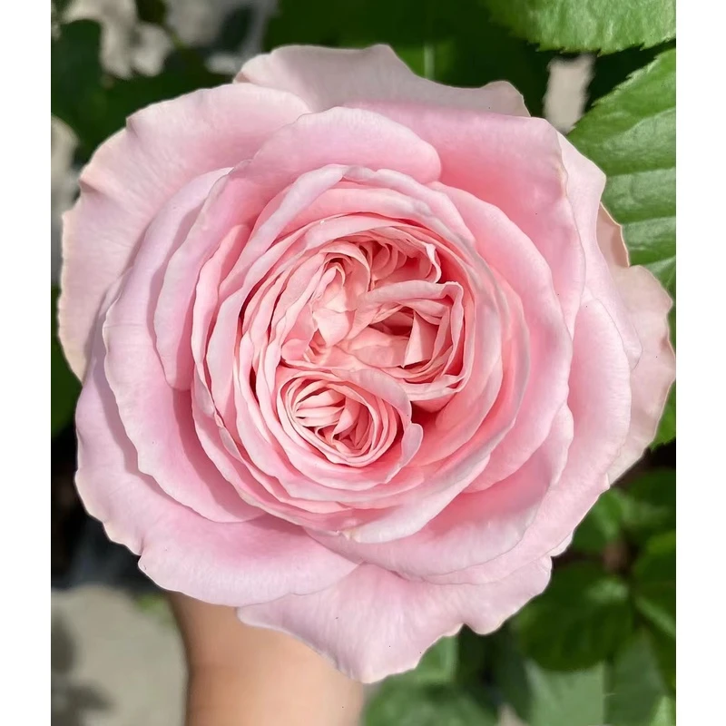 老花痴 四花/四束 抗病直立耐热月季玫瑰绿植花卉盆栽阳台地栽花