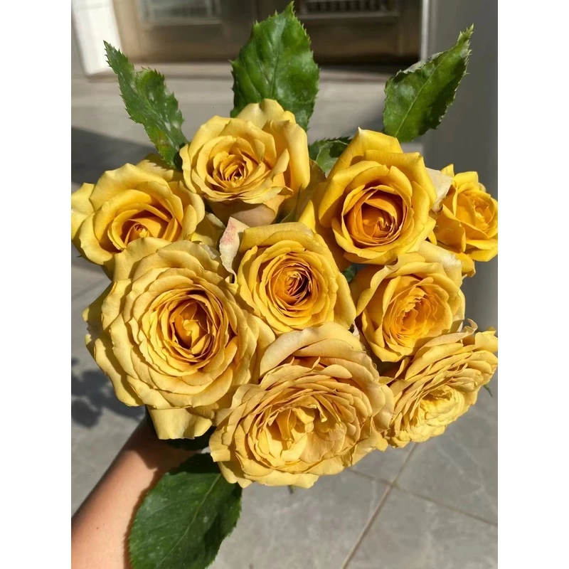 老花痴 松之梦 勤花抗病月季玫瑰绿植花卉盆栽阳台地栽花苗庭院