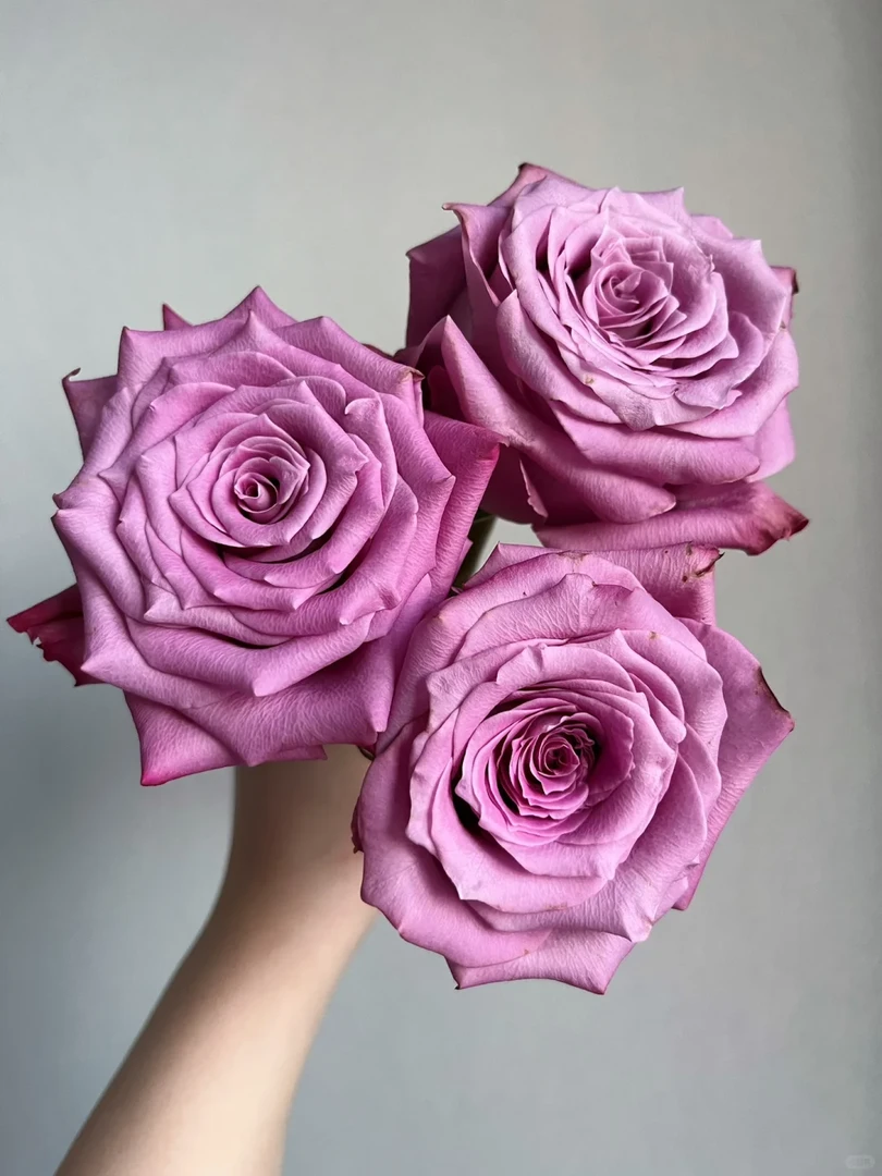 老花痴 碧海/玛丽蒂姆 切花耐热月季玫瑰绿植花卉盆栽阳台地栽花