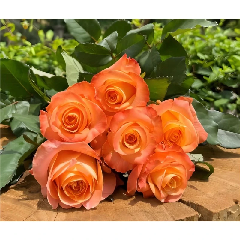 老花痴 油画蒙娜丽莎  新品肯尼亚切花玫瑰复古盆栽月季花苗月季