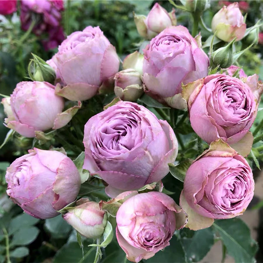 老花痴 青金石 抗病耐热月季玫瑰绿植花卉盆栽阳台地栽花苗庭院