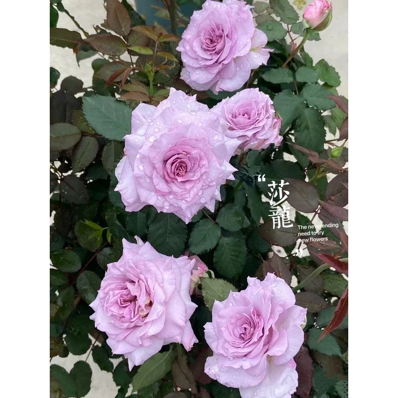 老花痴 莎龙 勤花长势快月季玫瑰绿植花卉盆栽阳台地栽花苗庭院