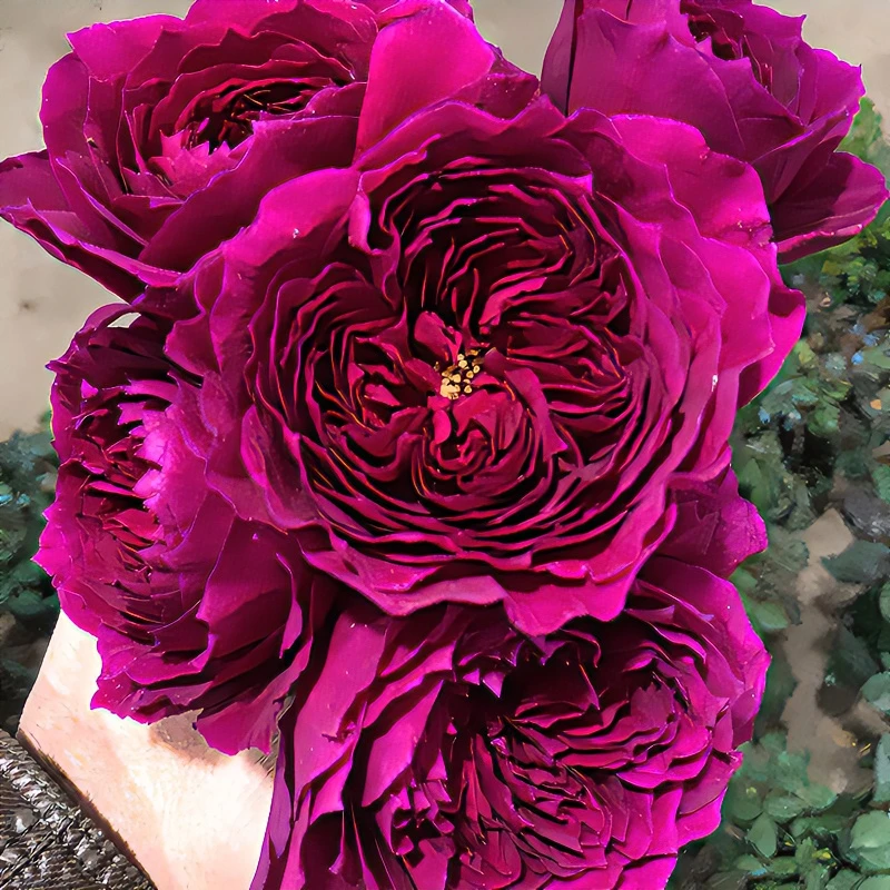 老花痴 艺术鲤 大花浓香月季玫瑰绿植花卉盆栽阳台地栽花苗庭院