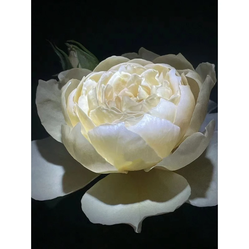 老花痴 夏洛特佩里安 珠光月季玫瑰绿植花卉盆栽阳台地栽花苗庭院