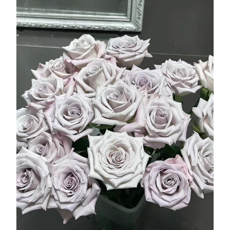 老花痴 曼塔 花期长切花月季玫瑰绿植花卉盆栽阳台地栽花苗庭院