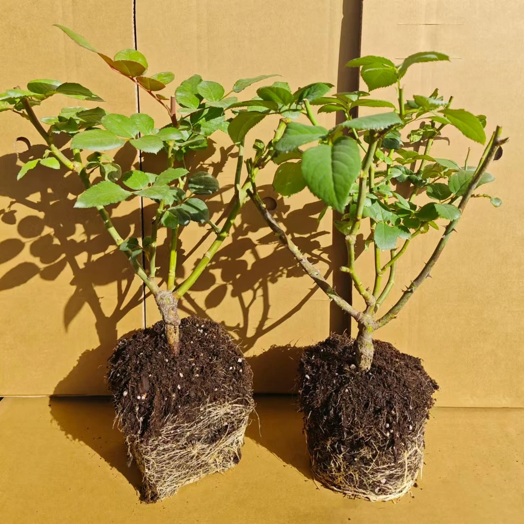 1区【低价促销】两件包邮根接月季玫瑰浓香绿植花卉盆栽多季开