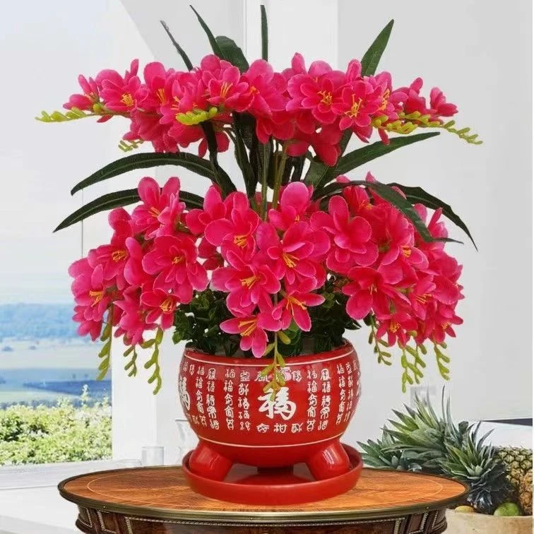 【四季开花】耐寒浓香型大花盆栽室内外懒人好养不死花卉大全驱蚊和