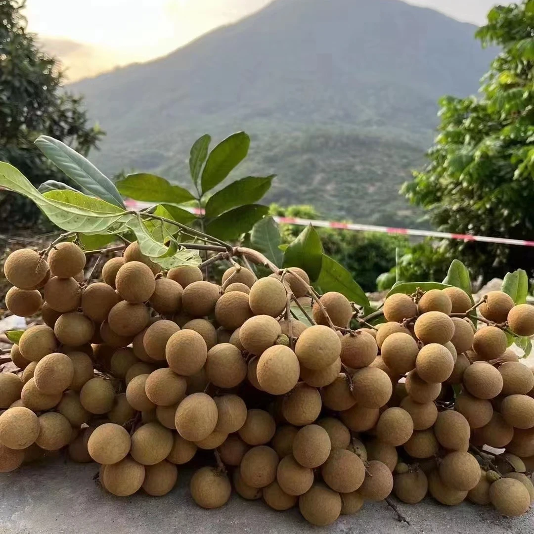 福建莆田特产龙眼莆田桂圆新鲜口感甜5-10斤顺丰包邮