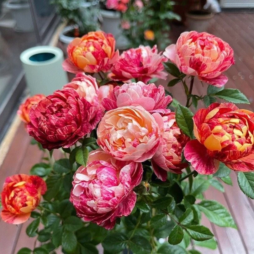 新品【果汁飞溅】变异果汁阳台条纹月季花苗浓香阳台玫瑰庭院灌木