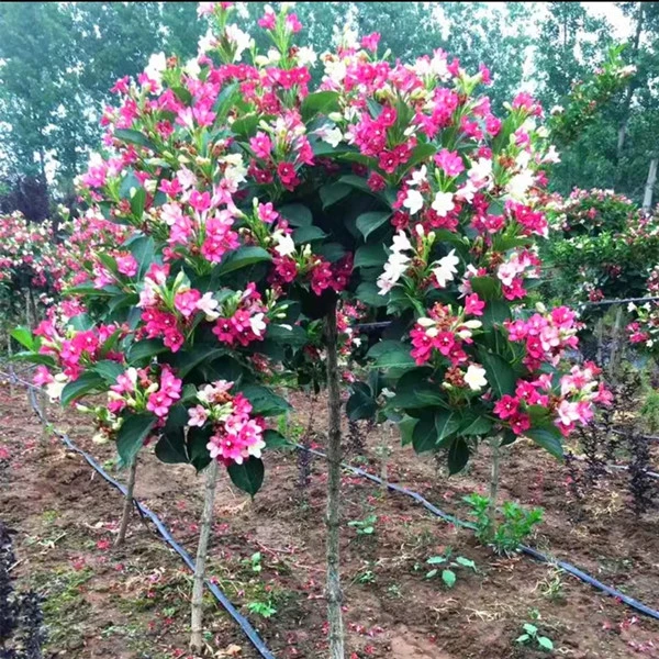 五彩锦带花树苗别墅庭院大型红王子锦带花风景树耐寒耐热盆栽花卉
