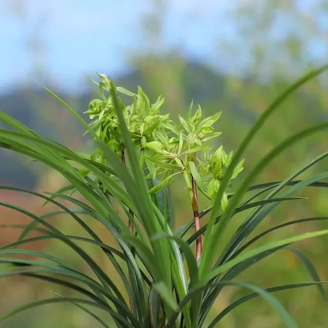 春兰【花开富贵】浓香型精品兰花苗包正品绿植花卉盆栽好养
